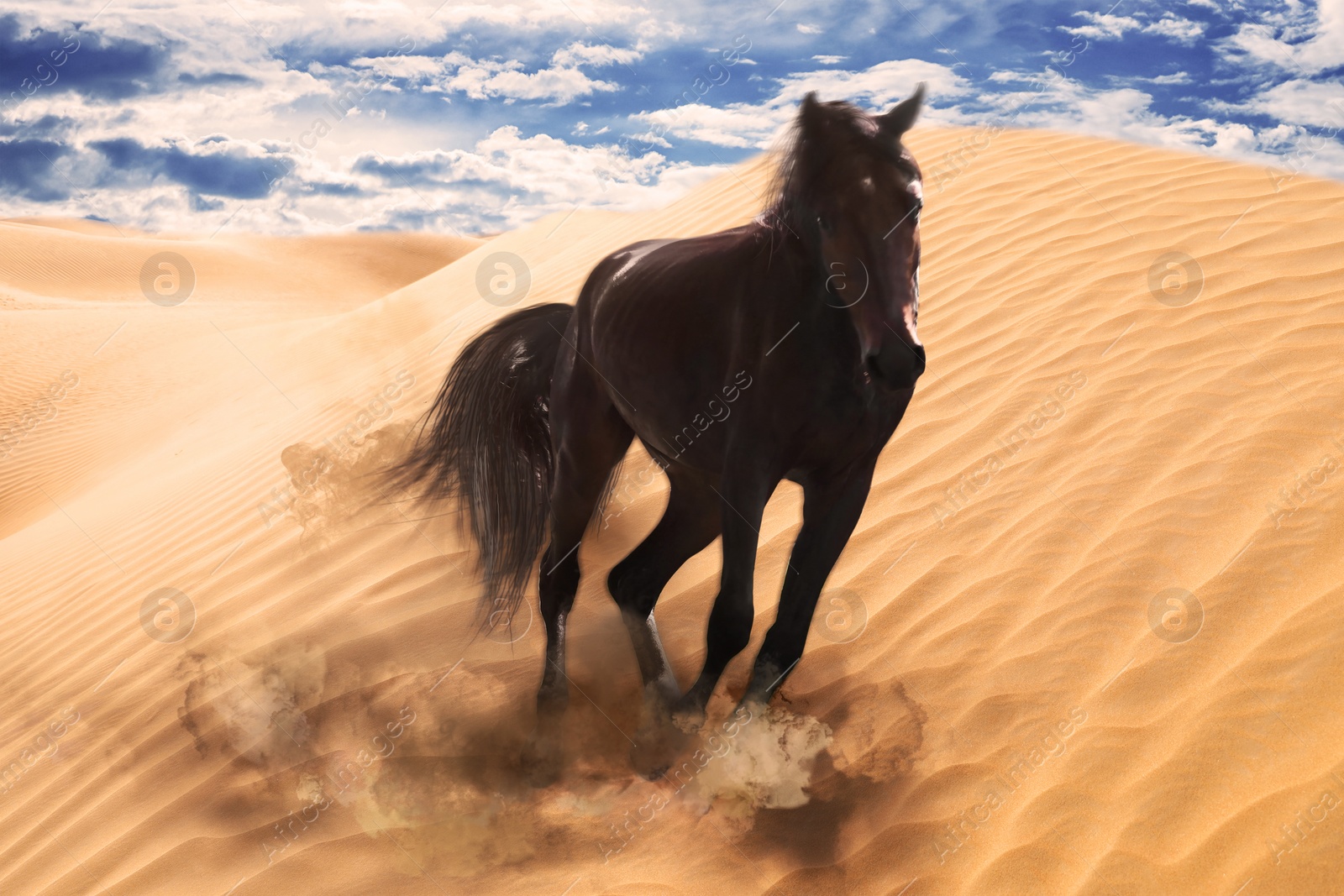 Image of Beautiful horse kicking up dust while running through desert