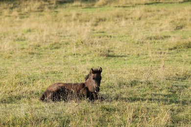 Horse outdoors on sunny day. Lovely pet