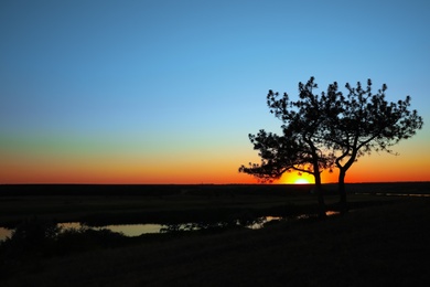 Picturesque view of tree near river at sunset