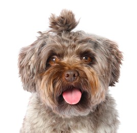 Cute Maltipoo dog on white background. Lovely pet