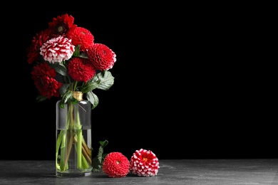 Photo of Beautiful dahlia flowers in vase on table against black background. Space for text