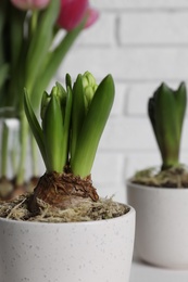 Closeup view of potted hyacinth flowers indoors