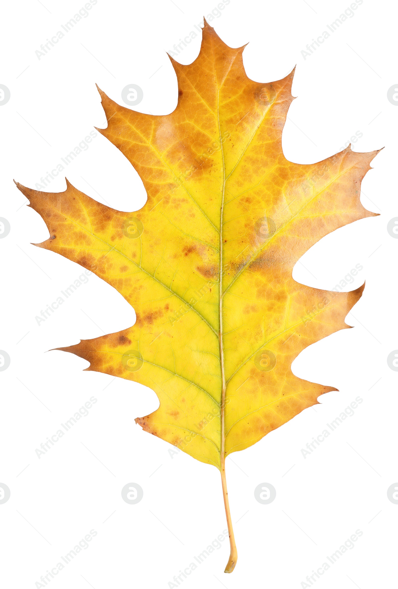 Photo of Autumn season. Oak leaf isolated on white