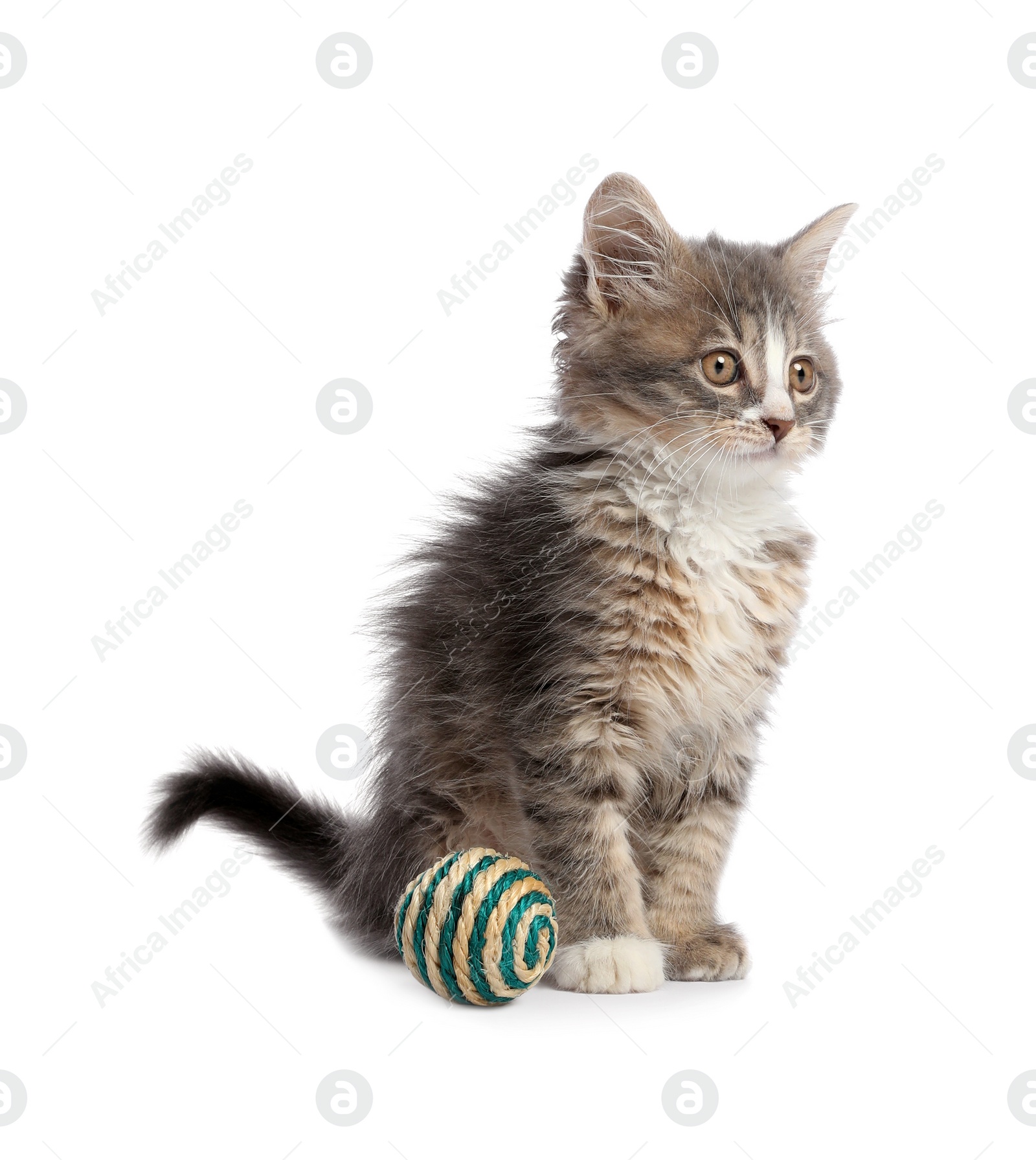 Photo of Cute kitten with ball on white background. Pet toy