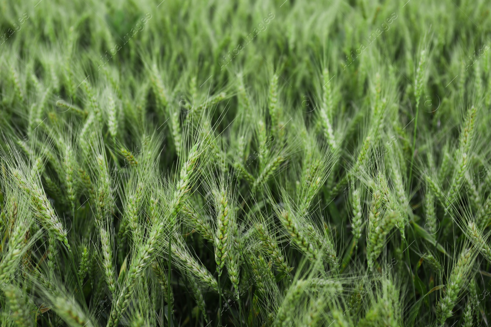 Photo of Beautiful view of field with ripening wheat, closeup