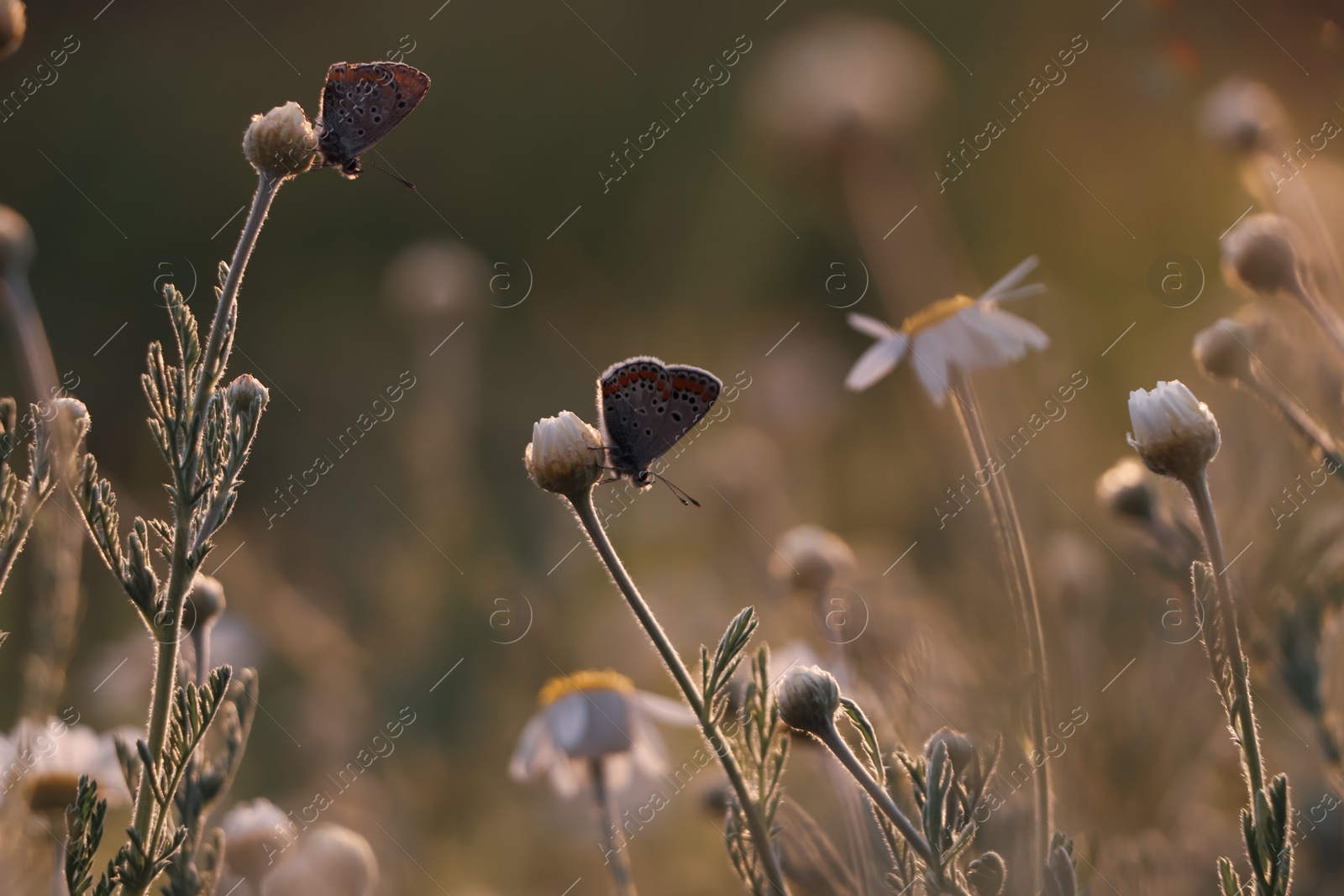 Photo of Beautiful chamomile flowers and butterfly outdoors. Spring meadow