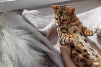 Woman with cute Bengal cat near window at home, closeup. Adorable pet