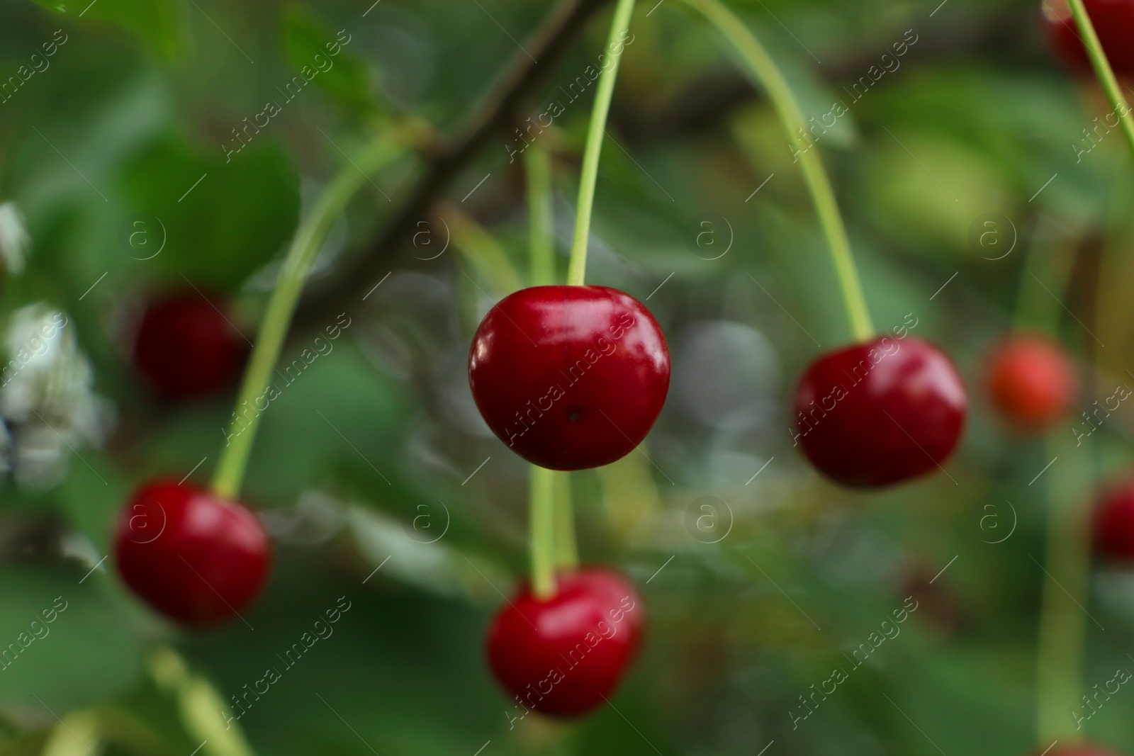 Photo of Closeup view of cherry tree with ripe red berries outdoors