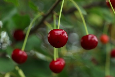 Photo of Closeup view of cherry tree with ripe red berries outdoors