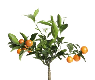 Citrus tree with fruits isolated on white