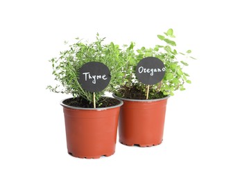 Photo of Aromatic potted oregano and thyme isolated on white