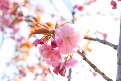 Closeup view of sakura tree with beautiful blossom outdoors. Japanese cherry