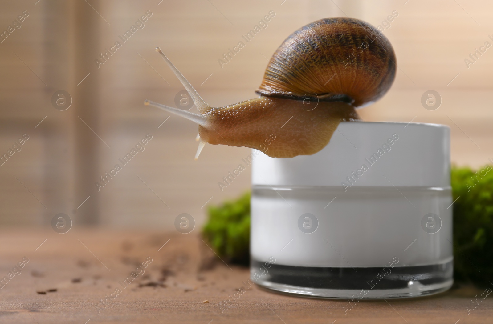 Photo of Snail and jar with cream on wooden table, closeup