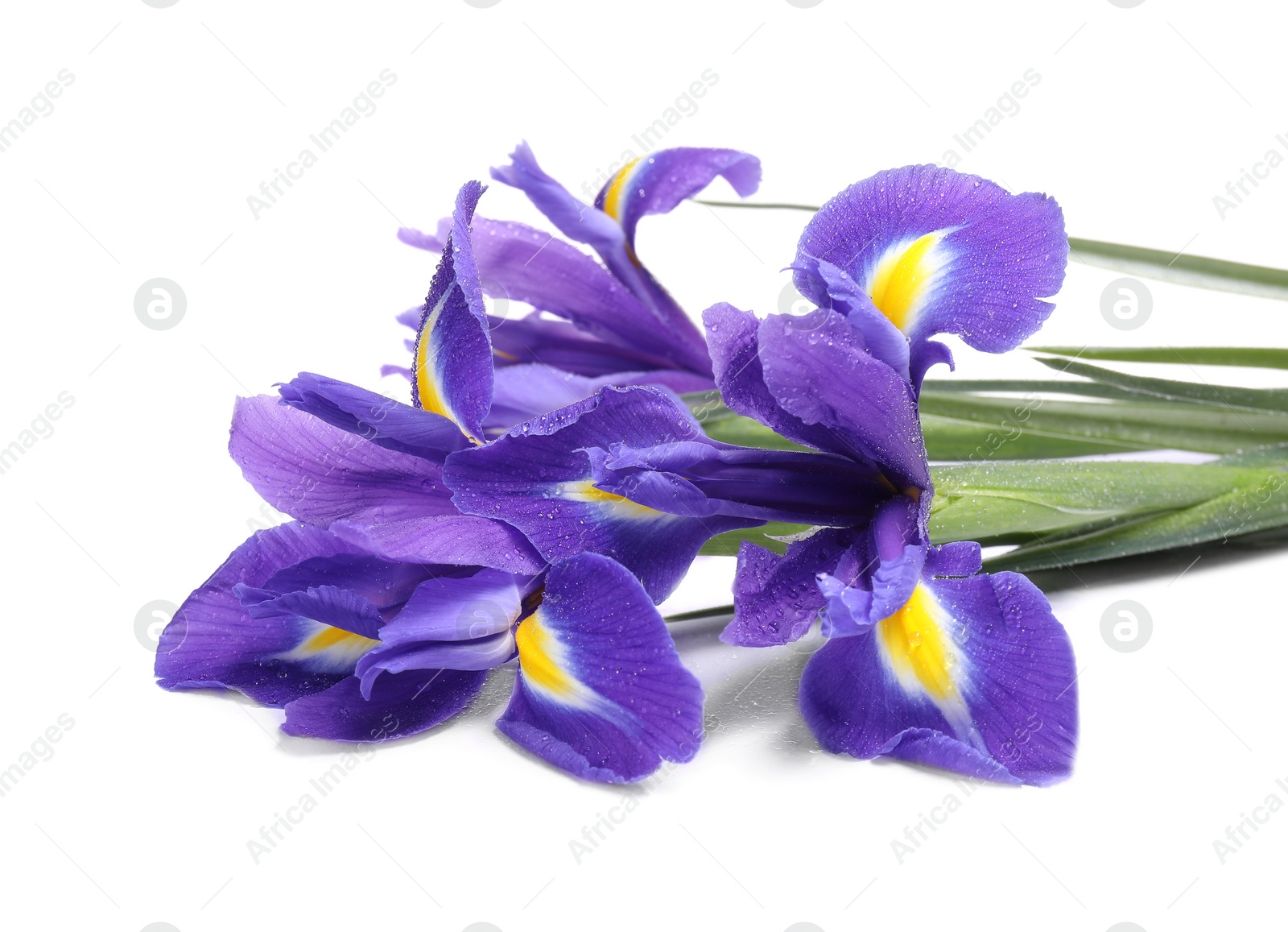 Photo of Beautiful violet iris flowers with water drops isolated on white