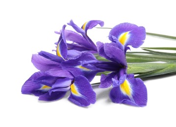 Photo of Beautiful violet iris flowers with water drops isolated on white