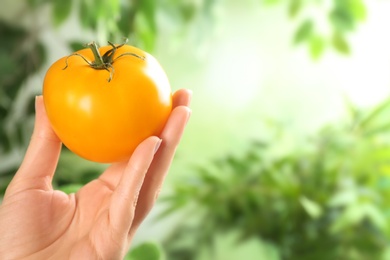 Photo of Woman holding ripe yellow tomato against blurred background, closeup. Space for text