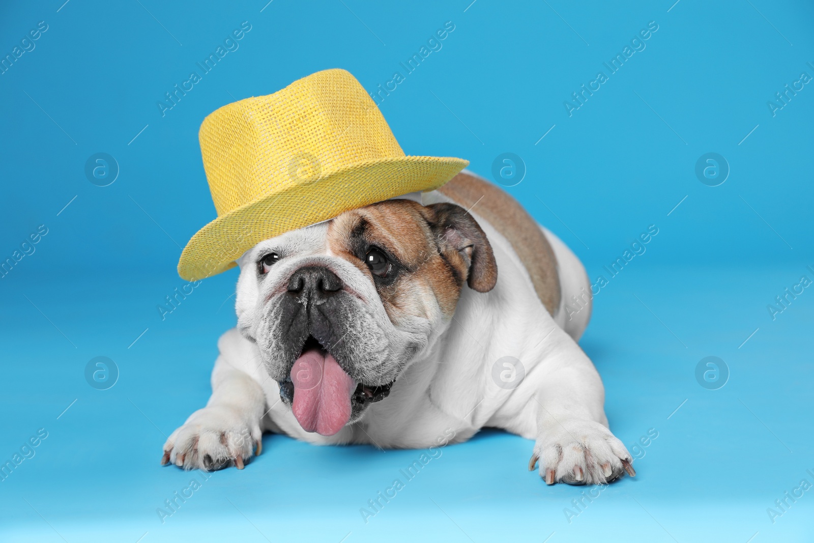 Photo of Adorable funny English bulldog with hat on light blue background