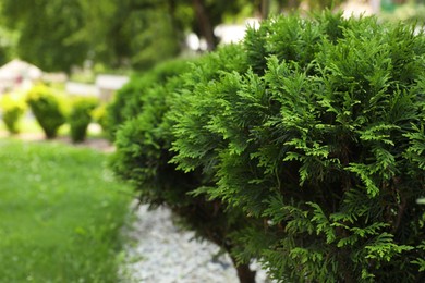 Photo of Beautiful thuja growing in park, space for text. Gardening and landscaping