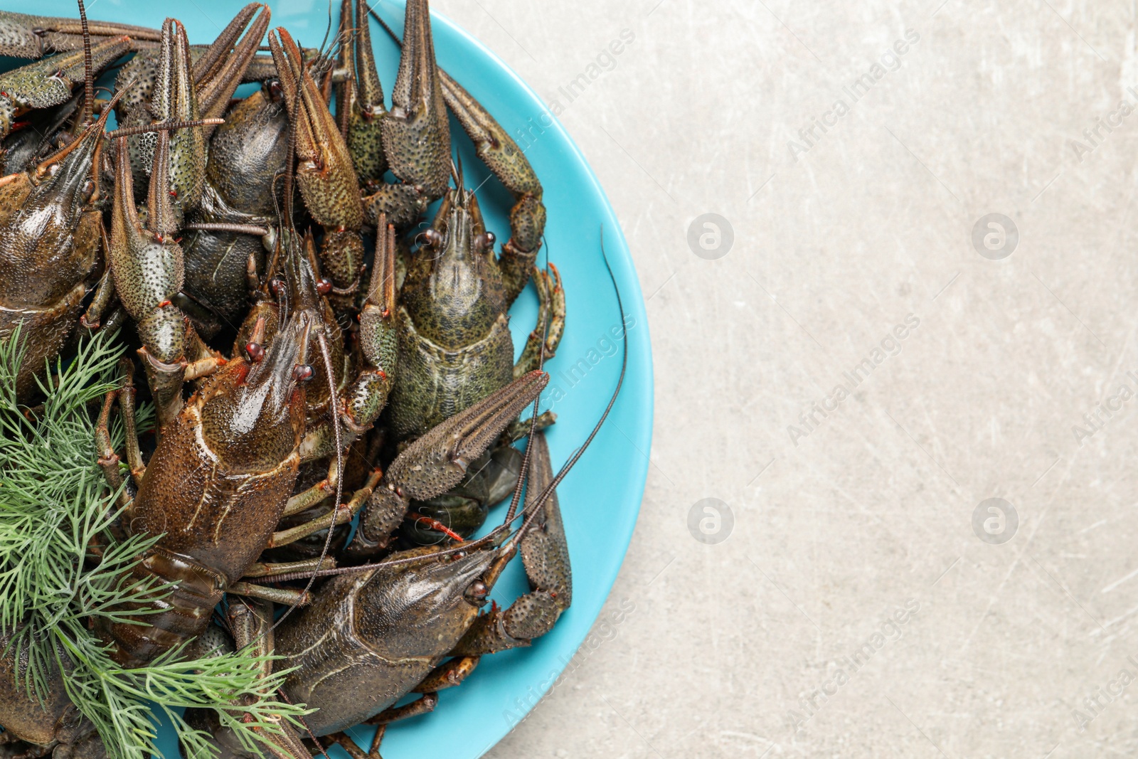 Photo of Fresh raw crayfishes on light grey table, top view. Space for text