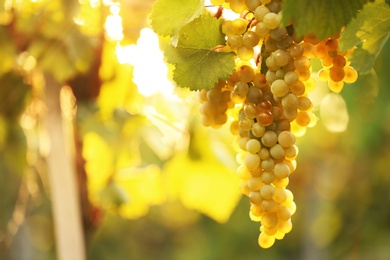 Bunch of fresh ripe juicy grapes against blurred background