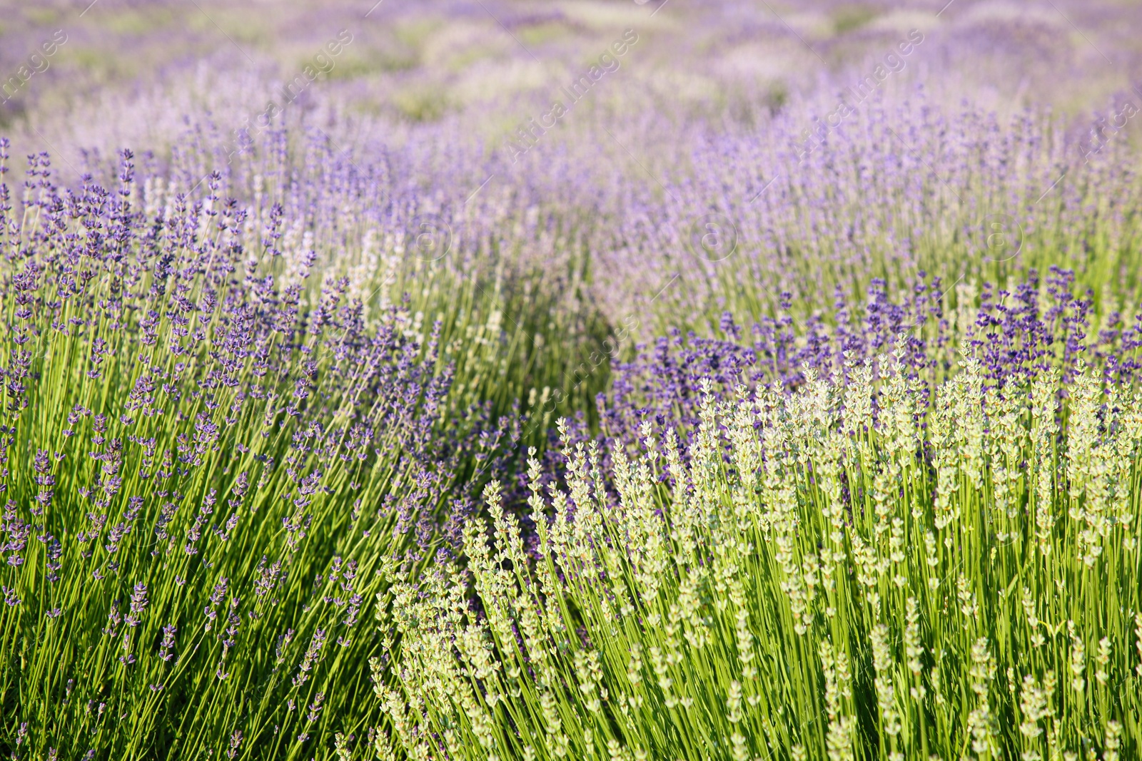 Photo of Beautiful view of blooming lavender growing in field