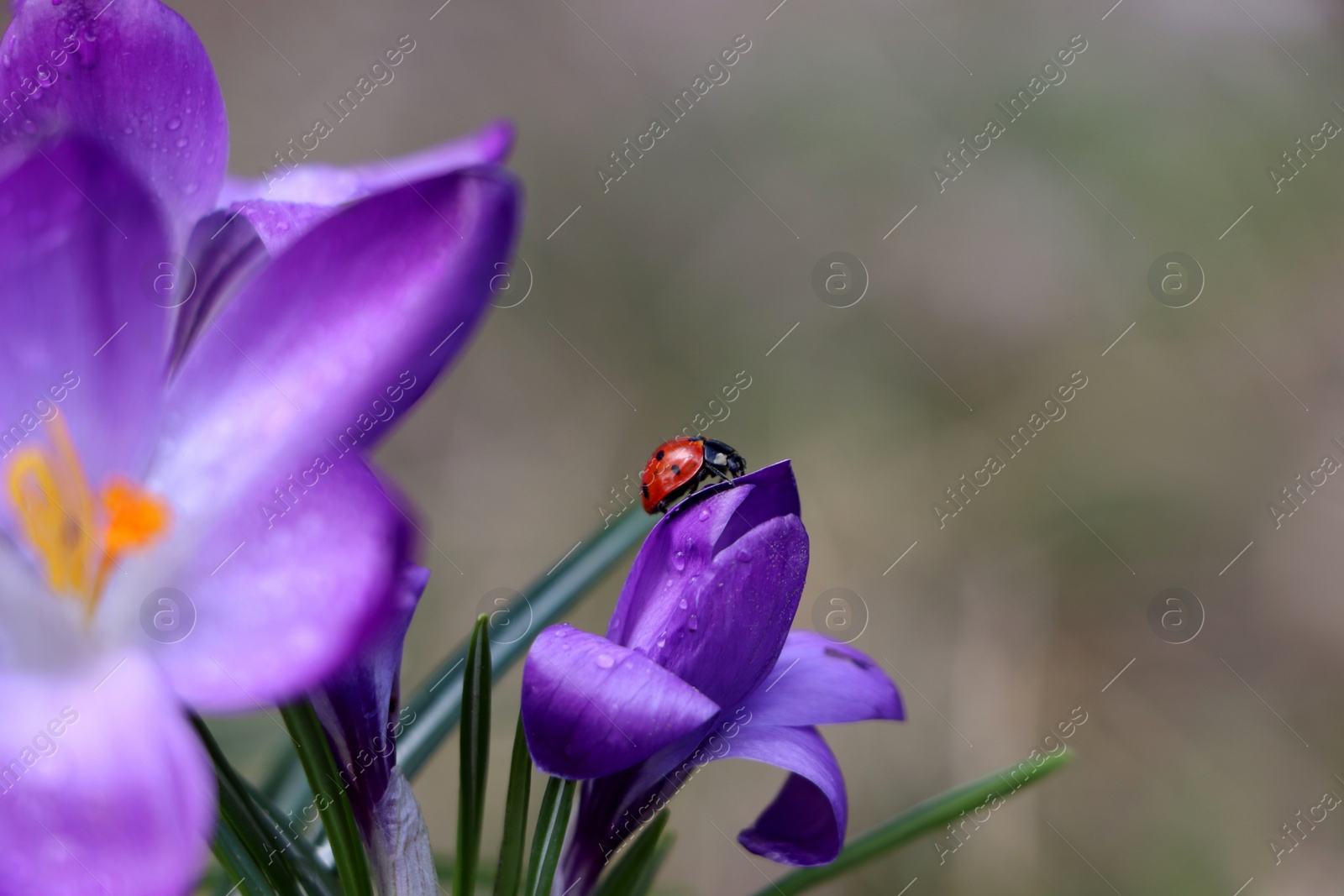 Photo of Ladybug on fresh purple crocus flower growing against blurred background, closeup