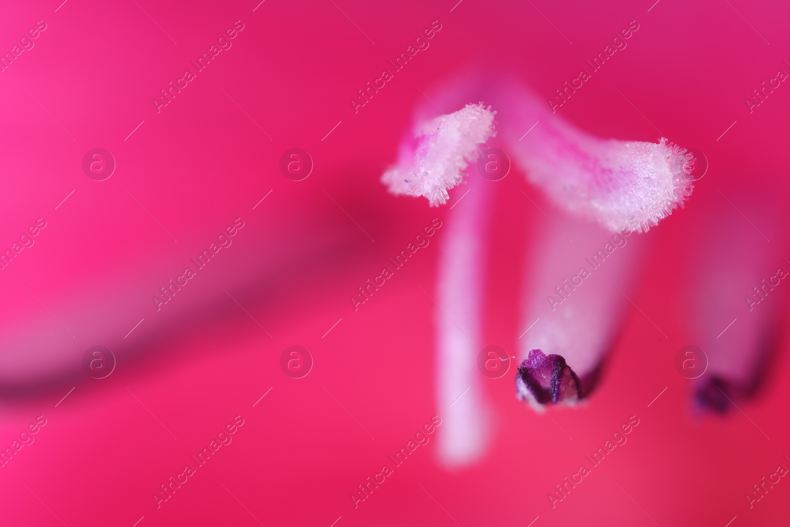 Photo of Beautiful pink Gladiolus flower as background, macro view