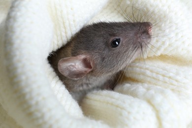 Cute small rat wrapped in white knitted plaid, closeup