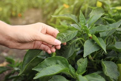 Photo of Woman picking bell pepper leaf in field, closeup. Agriculture industry