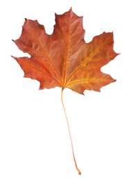 Photo of One maple leaf isolated on white. Autumn season