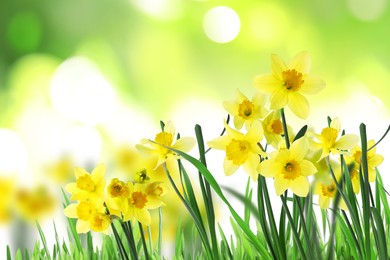Image of Beautiful blooming yellow daffodils outdoors on sunny day