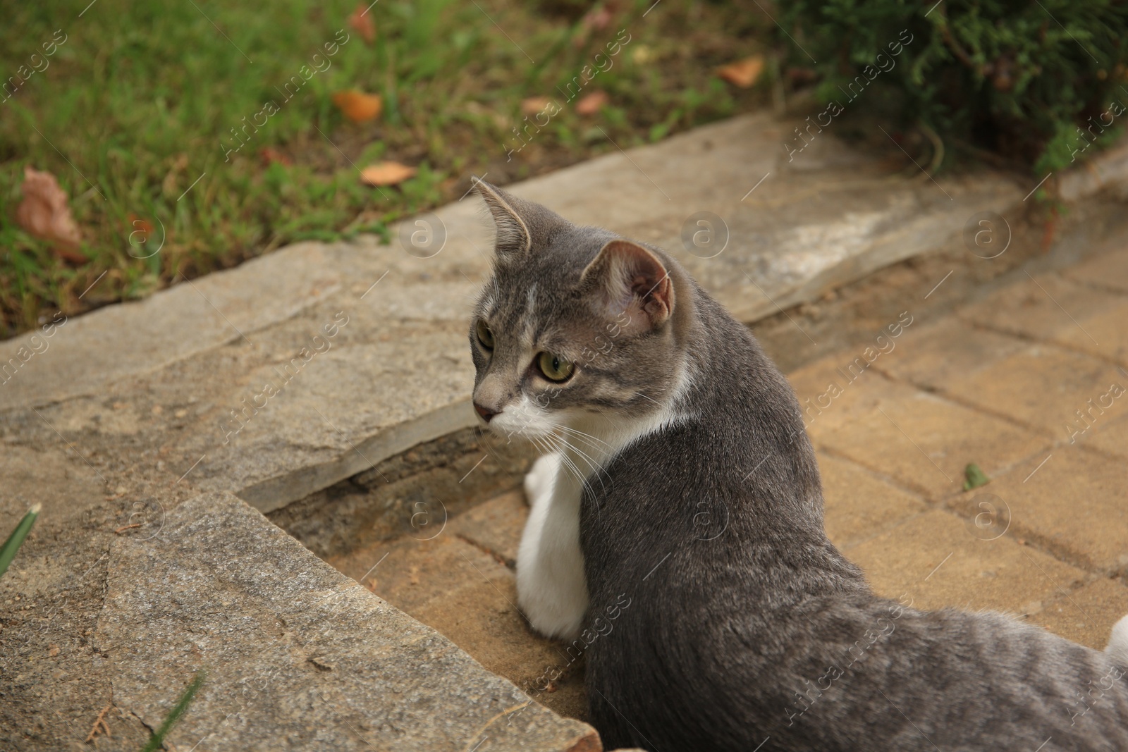 Photo of Cute stray cat lying on pavement outdoors