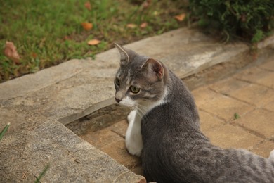 Cute stray cat lying on pavement outdoors