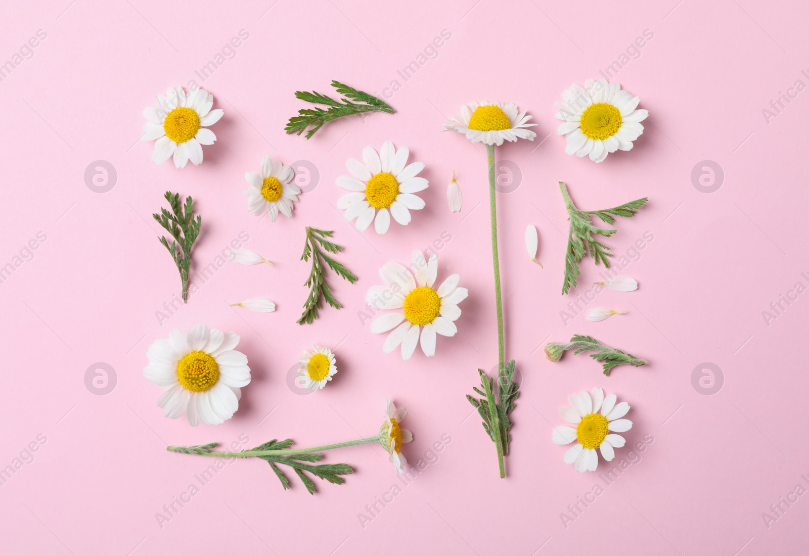 Photo of Flat lay composition with fresh chamomiles on pink background