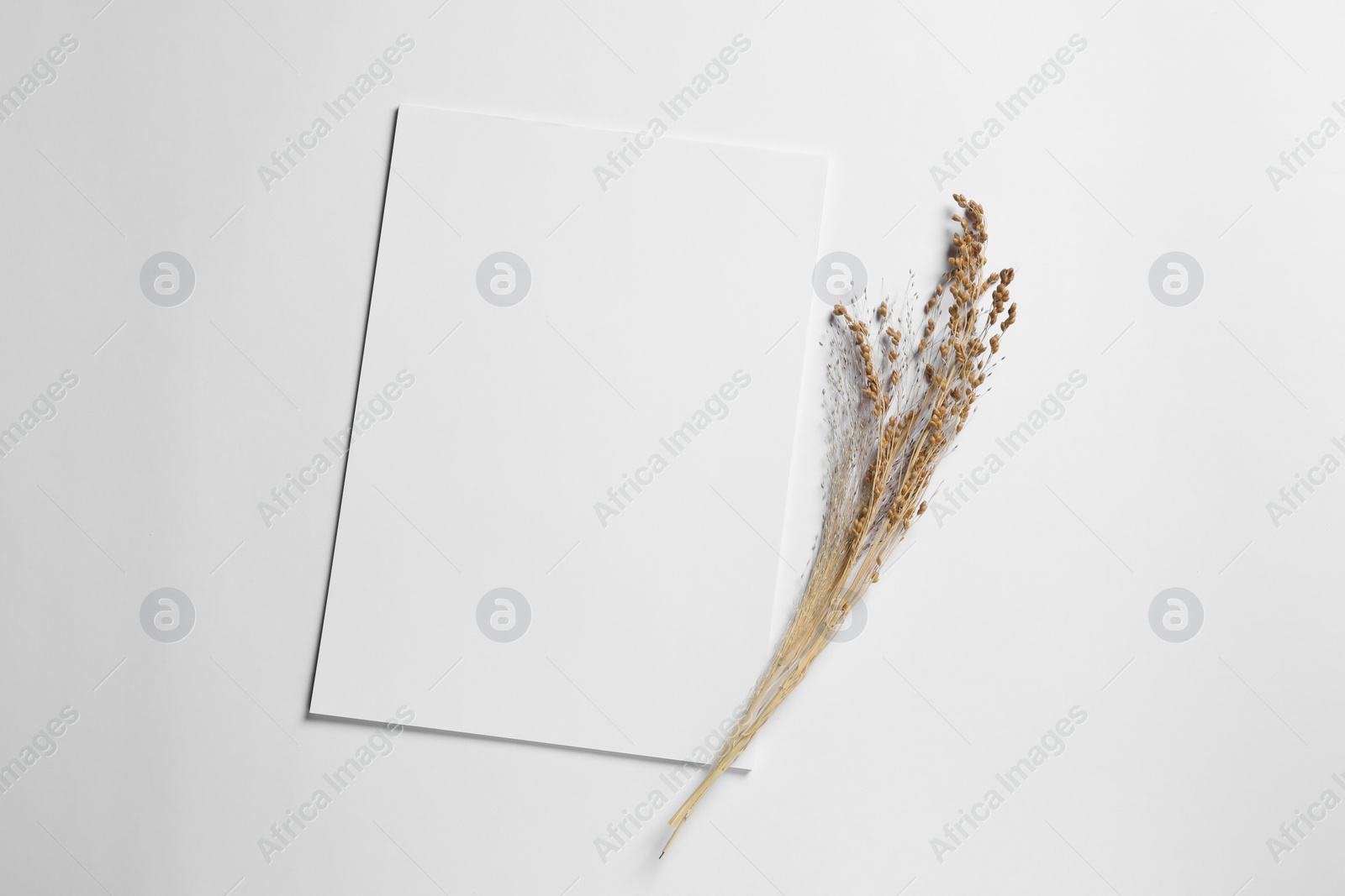 Photo of Empty sheet of paper and dry decorative spikes on white background, flat lay. Mockup for design