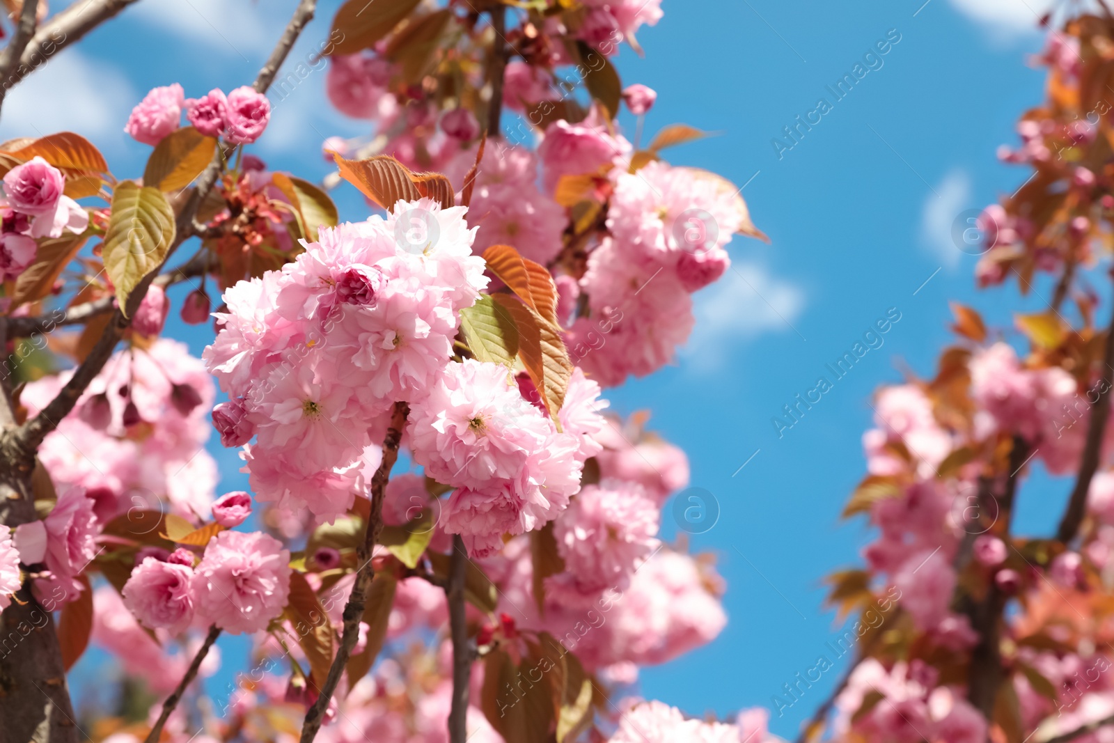 Photo of Sakura tree with beautiful blossoms on spring day outdoors