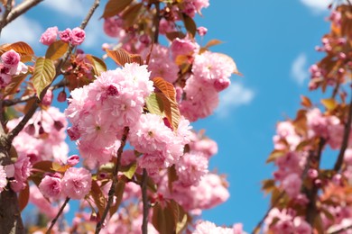 Sakura tree with beautiful blossoms on spring day outdoors