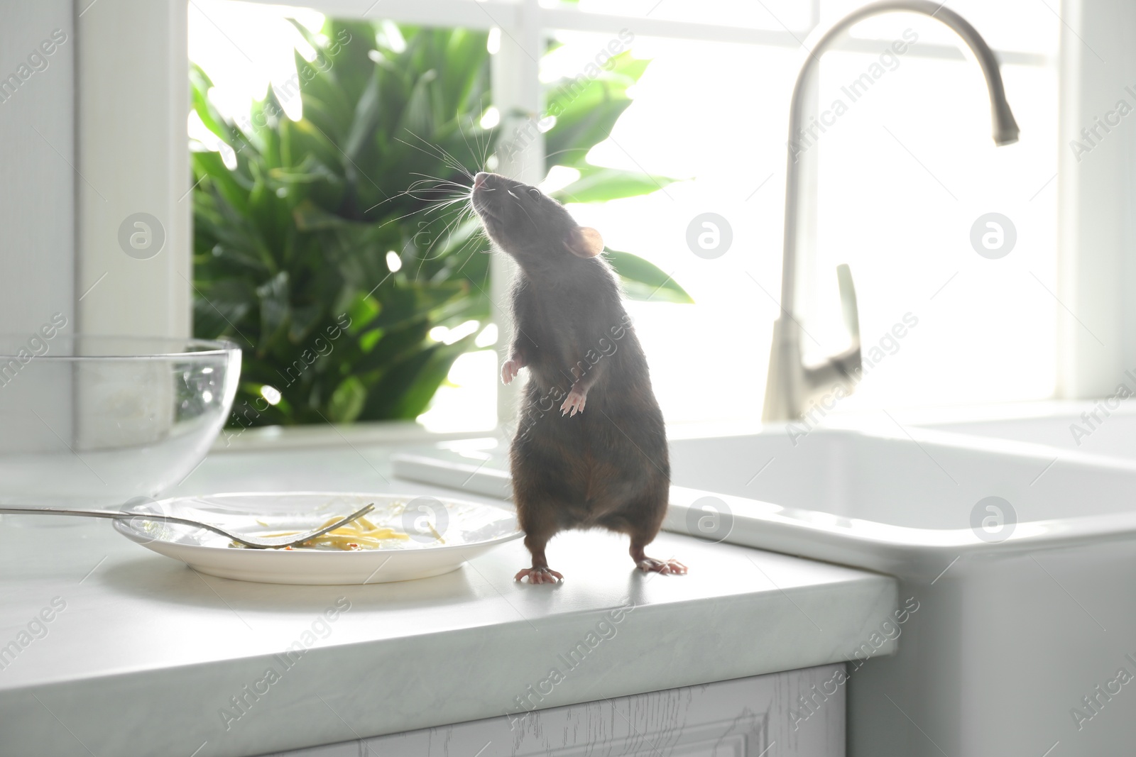 Photo of Rat near dirty plate on kitchen counter. Pest control