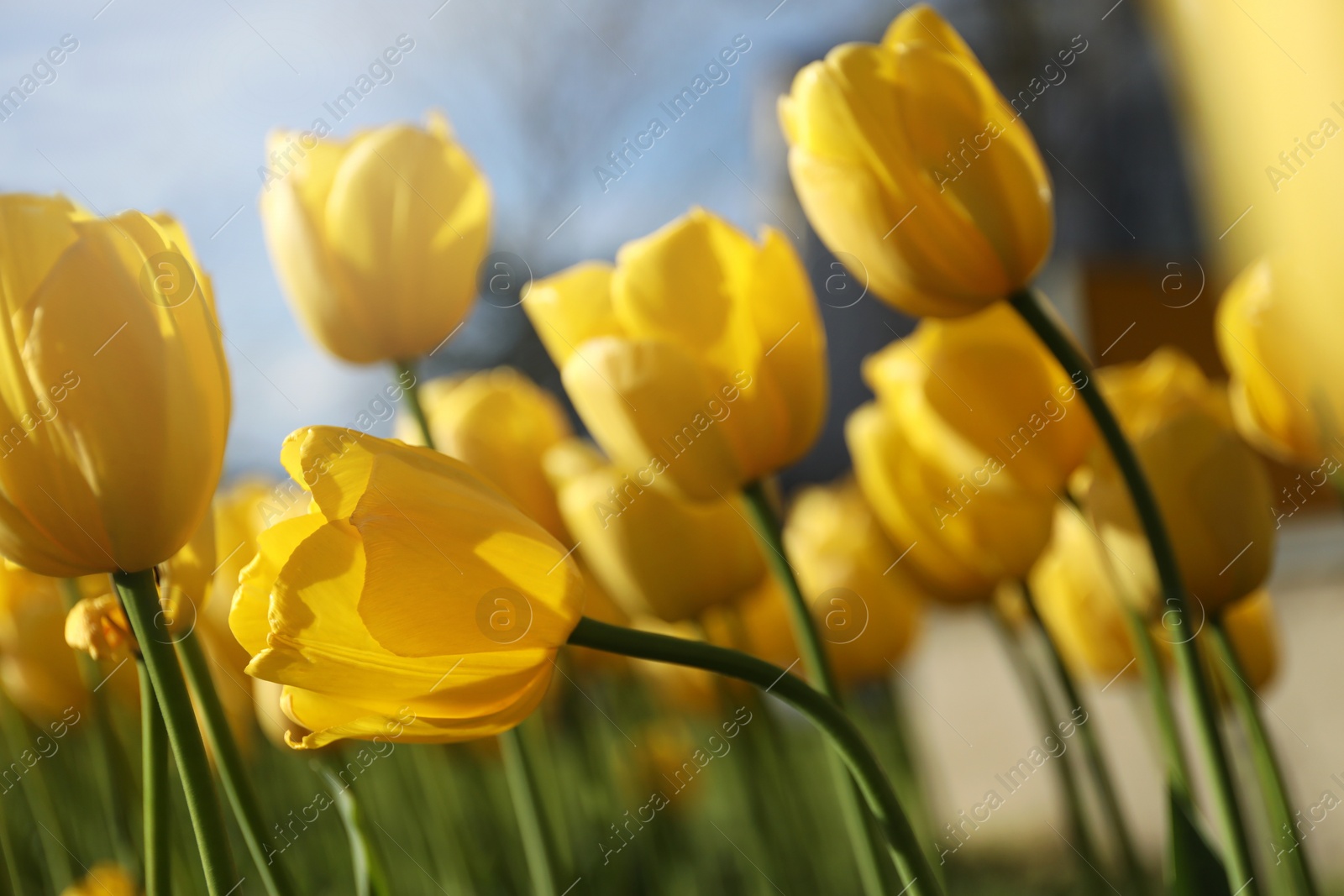 Photo of Beautiful yellow tulips growing outdoors on sunny day, closeup. Spring season