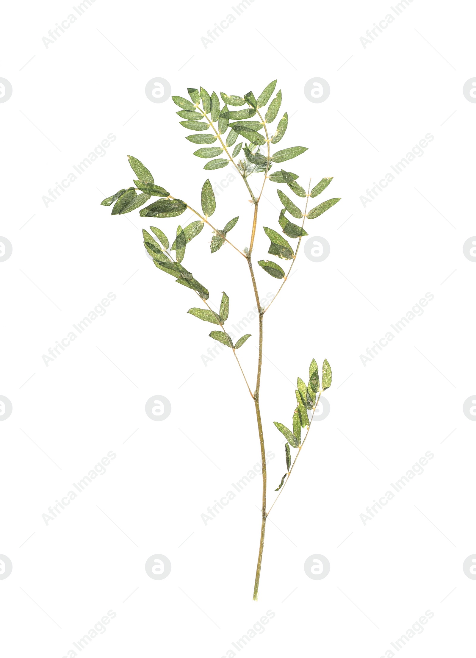 Photo of Dried branch with foliage on white background, top view