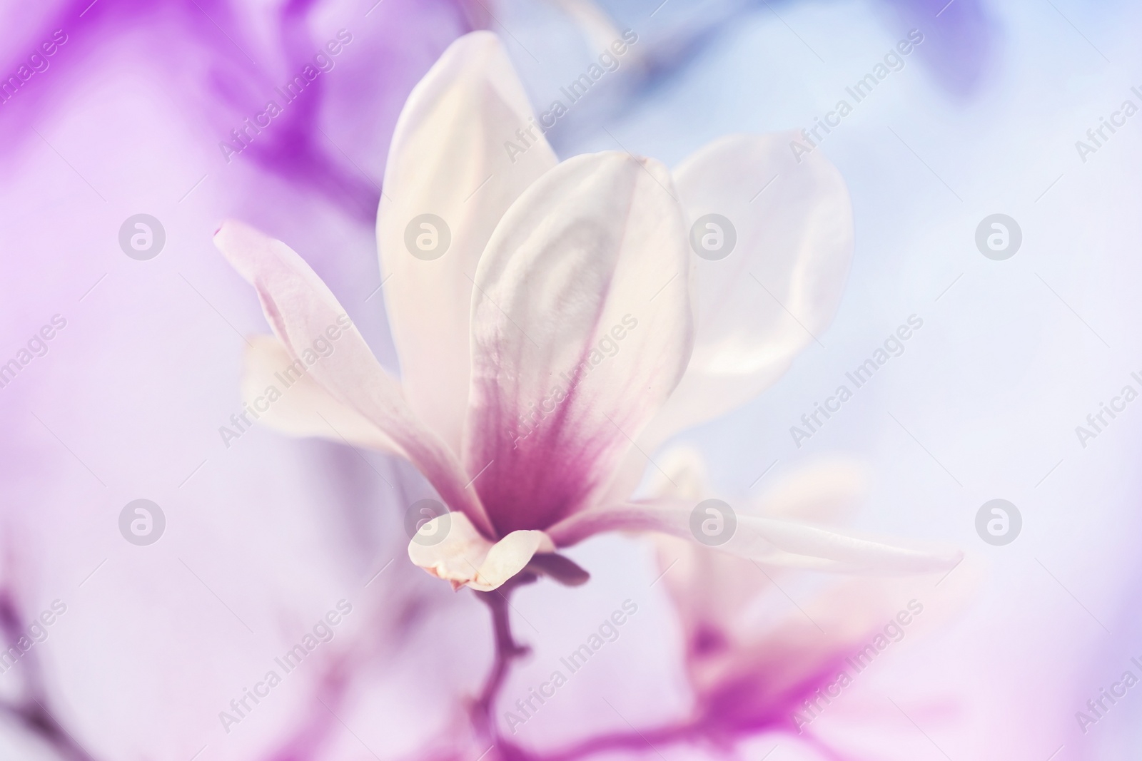 Image of Closeup view of blossoming spring tree outdoors, color toned