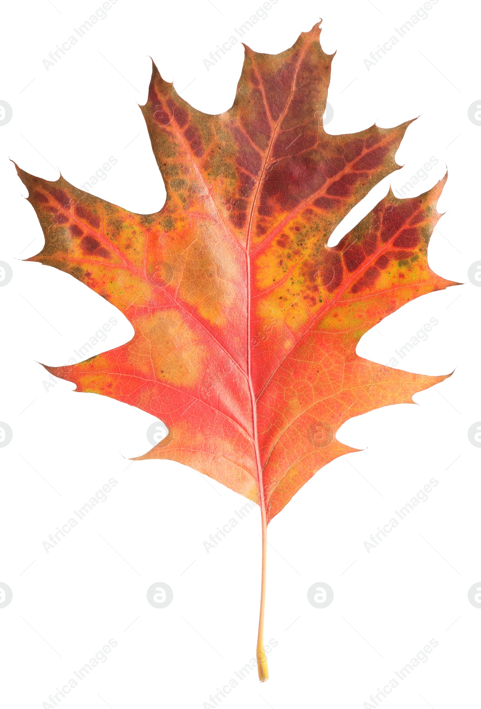 Photo of Autumn season. Oak leaf isolated on white