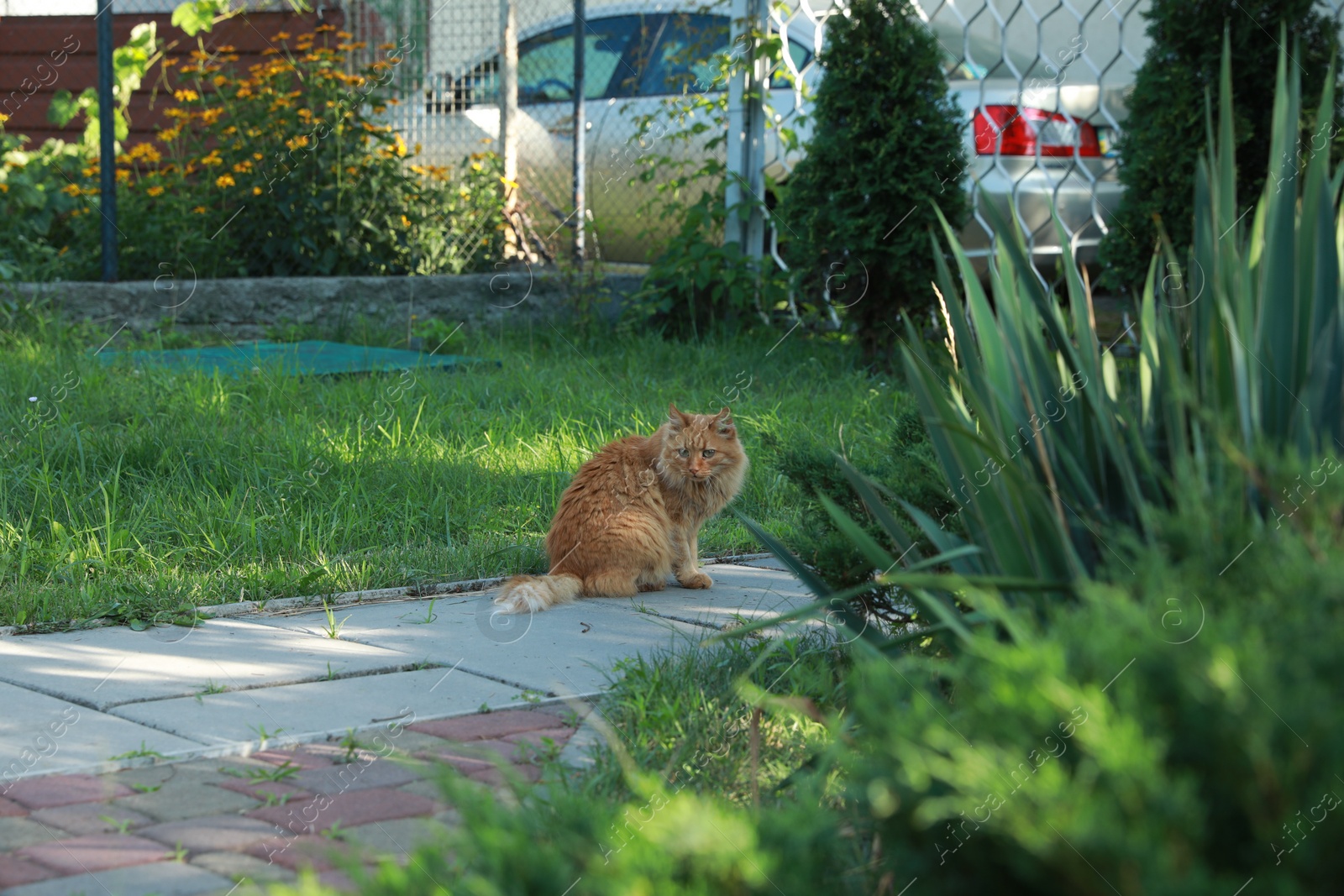 Photo of Cute fluffy cat sitting on walkway outdoors