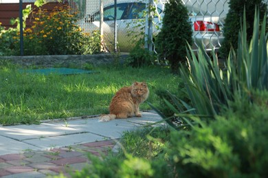 Cute fluffy cat sitting on walkway outdoors