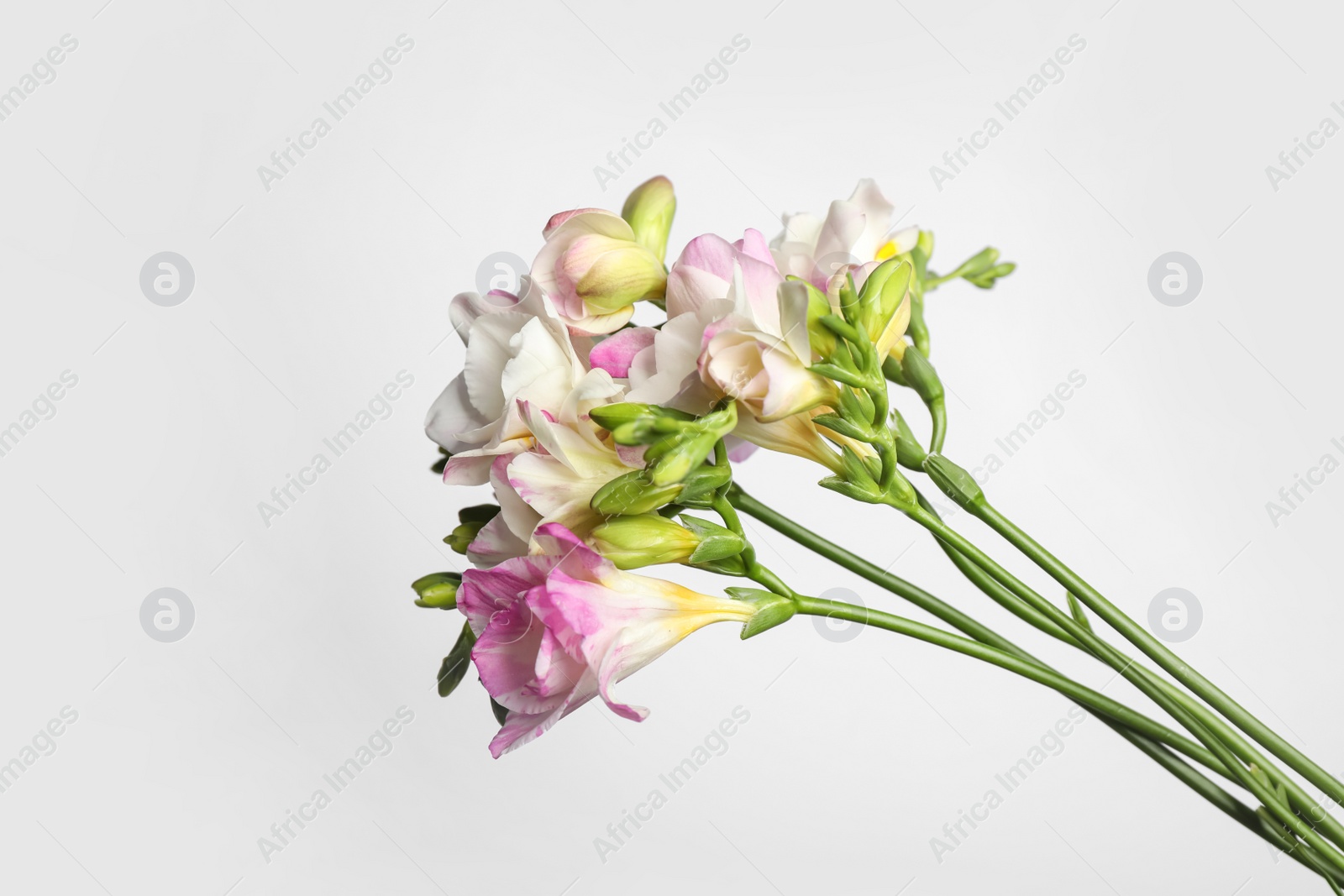 Photo of Beautiful aromatic freesia bouquet on light background