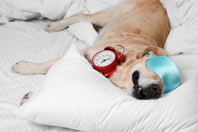Photo of Cute Labrador Retriever with sleep mask and alarm clock resting on bed