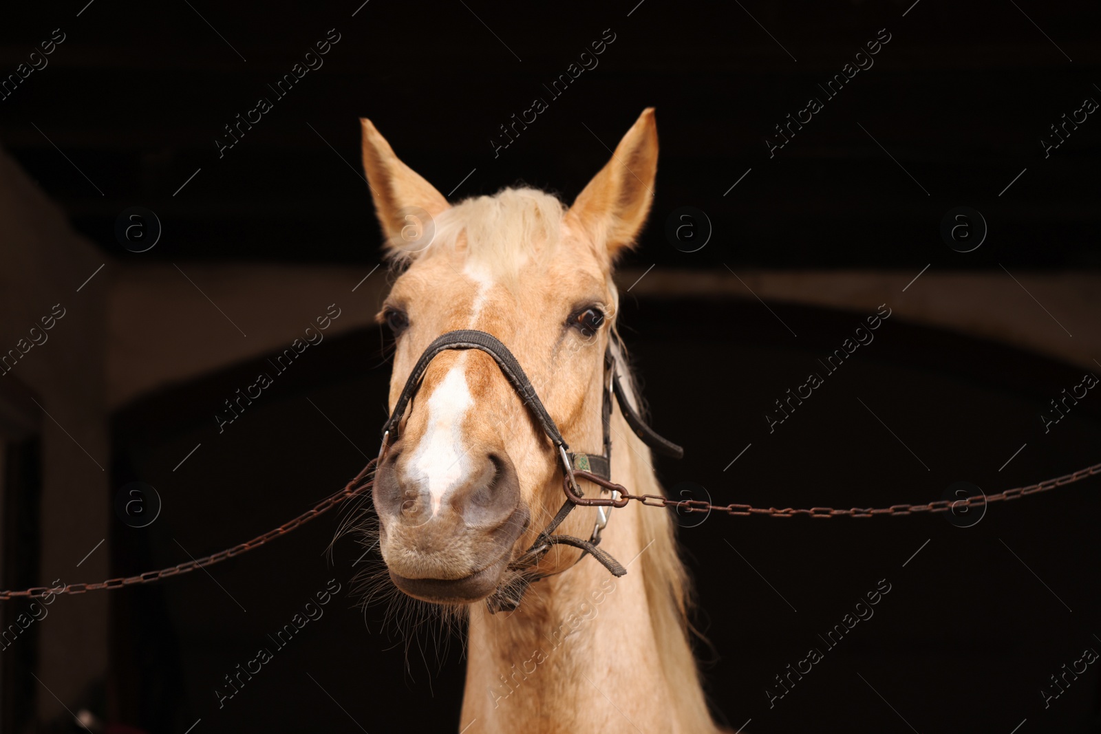 Photo of Woman feeding adorable horse in stable, closeup. Lovely domesticated pet