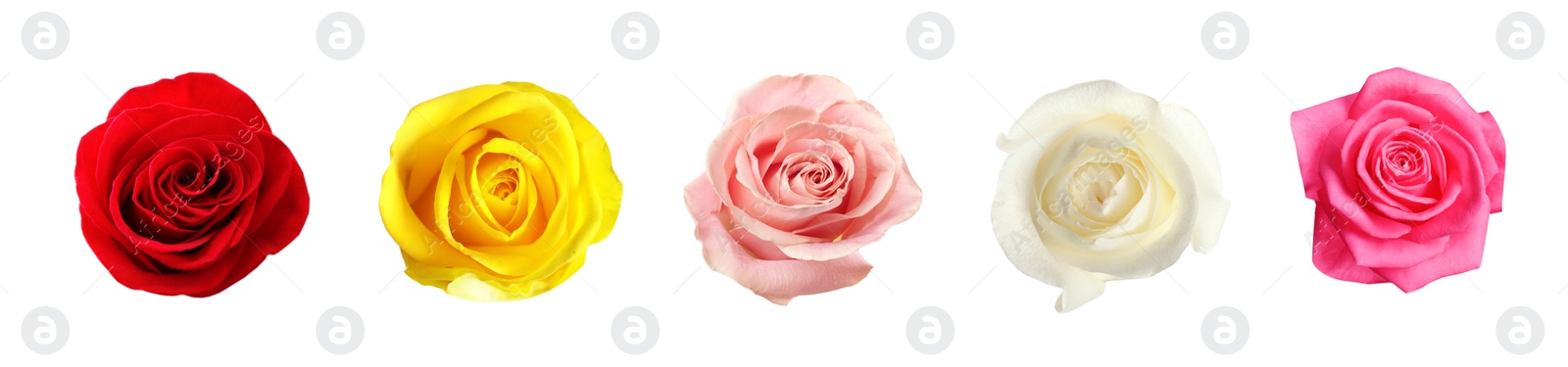 Image of Set of different roses on white background. Banner design 