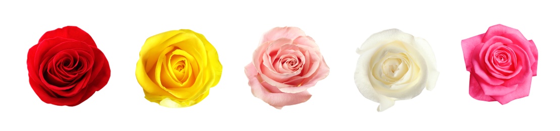 Set of different roses on white background. Banner design 