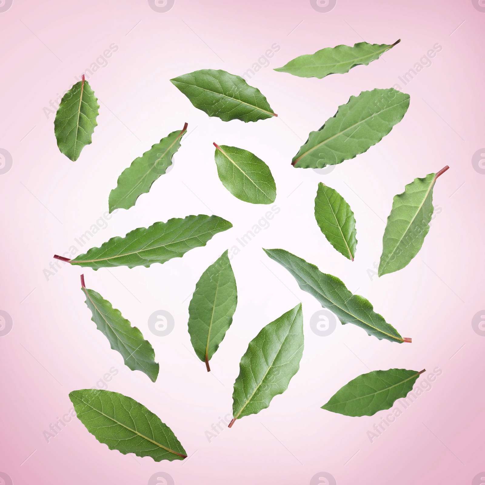 Image of Fresh bay leaves falling on pink background
